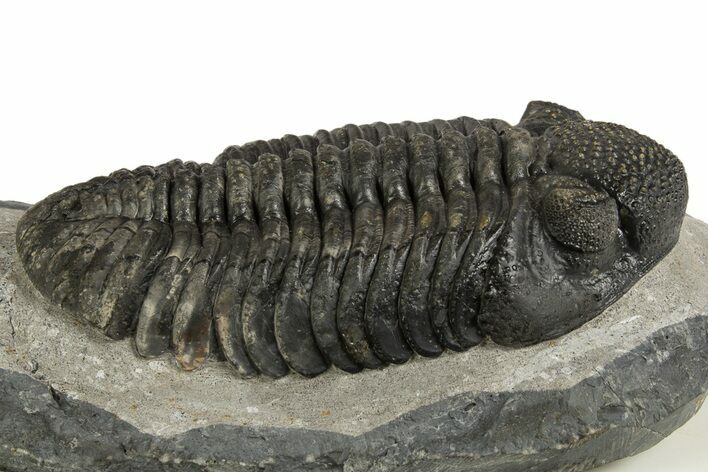 Prone Phacopid (Drotops) Trilobite - Mrakib, Morocco #338993